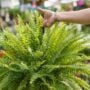 Boston Fern – 10″ Hanging Basket